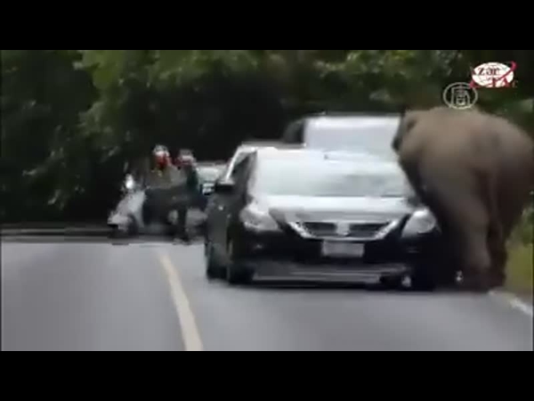 كيف يلعب الفيل مع زوار حديقة الحيوان المفتوحة .. اعرف بالفيديو