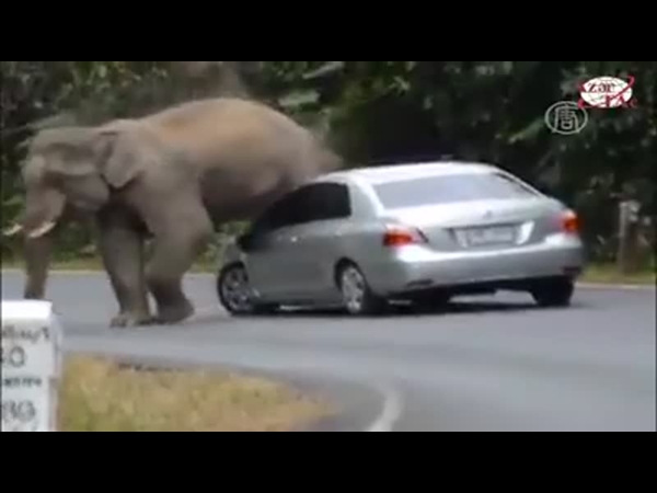 كيف يلعب الفيل مع زوار حديقة الحيوان المفتوحة .. اعرف بالفيديو