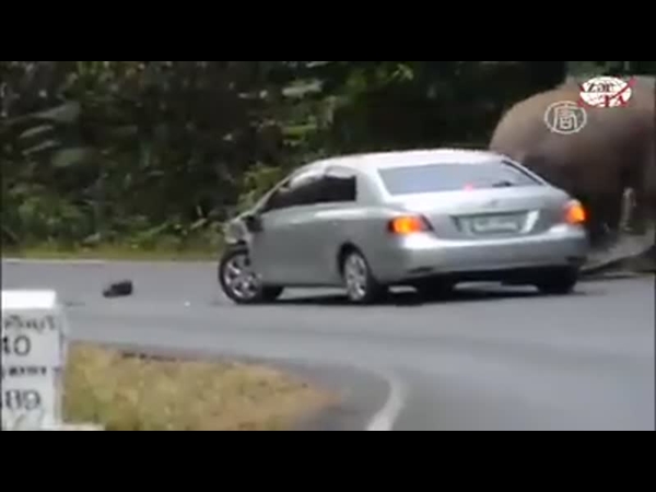 كيف يلعب الفيل مع زوار حديقة الحيوان المفتوحة .. اعرف بالفيديو