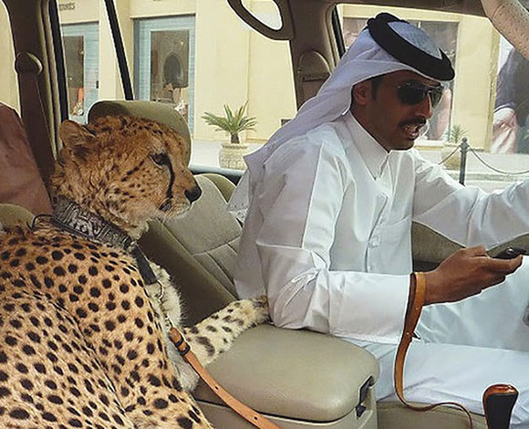 إليك بالصور ما لا يمكن مشاهدته إلا في دبي!