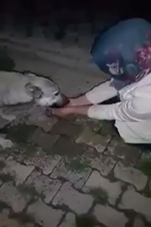 شاهد إنسانية هذه السيدة تجاه كلب