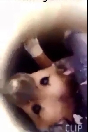 شاهد كيف شكر هذا الجرو مواطن سعودي على إنقاذه له