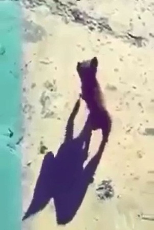 شاهد كيف شكر هذا الجرو مواطن سعودي على إنقاذه له