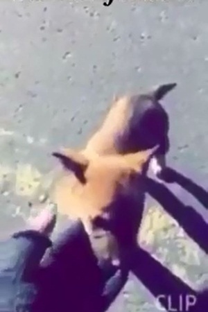 شاهد كيف شكر هذا الجرو مواطن سعودي على إنقاذه له