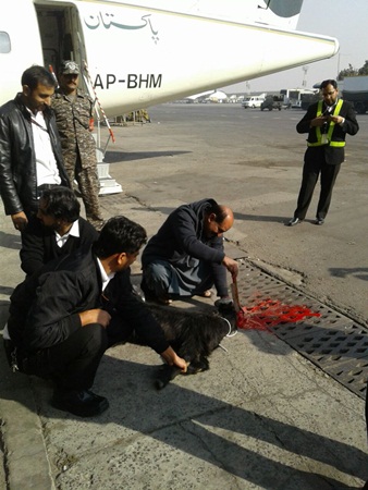 ذبح معزة في مطار باكستان طلبًا للحظ .. مشاهد مزعجة