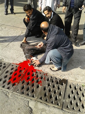 ذبح معزة في مطار باكستان طلبًا للحظ .. مشاهد مزعجة