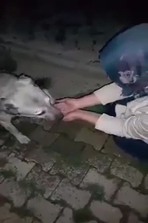 شاهد إنسانية هذه السيدة تجاه كلب