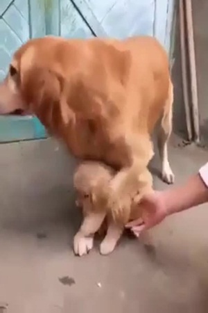 بالفيديو .. هكذا تحمي الكلبة الأم جروها