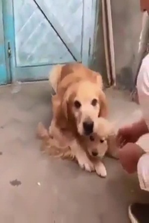 بالفيديو .. هكذا تحمي الكلبة الأم جروها