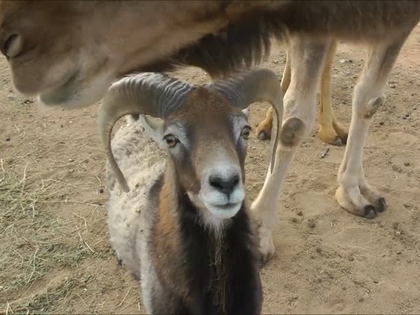 فيديو طريف .. وعل جبلي يخيف الإبل كي يحصل على طعامها