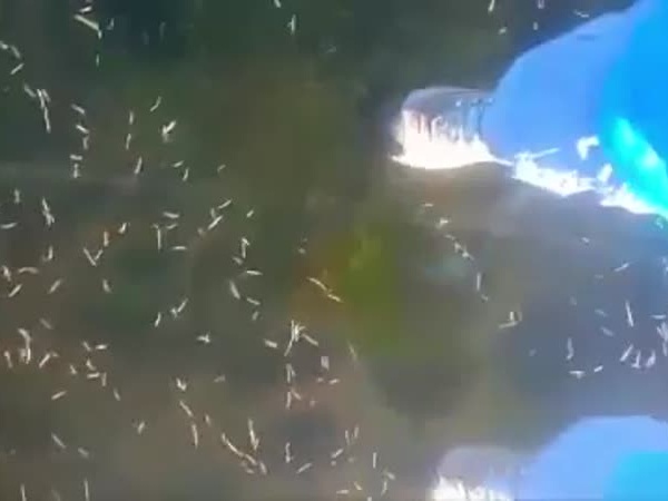 بالفيديو .. أصوات مخلوقات فضائية تخرج من بحيرة متجمدة