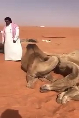 بالفيديو: صاعقة رعدية تهلك 11 ناقة!