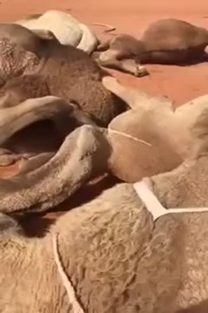 بالفيديو: صاعقة رعدية تهلك 11 ناقة!