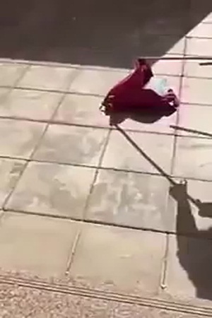 بالفيديو: ثعبان داخل حقيبة طالبة في السعودية!