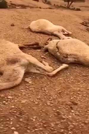 صاعقة رعدية تقتل الإبل في المملكة .. فيديو