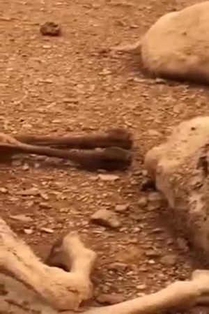 صاعقة رعدية تقتل الإبل في المملكة .. فيديو