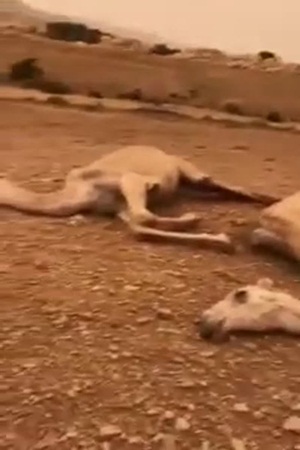 صاعقة رعدية تقتل الإبل في المملكة .. فيديو
