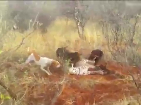 فيديو مزعج .. كلاب تنقض على نمر حتى تقتله