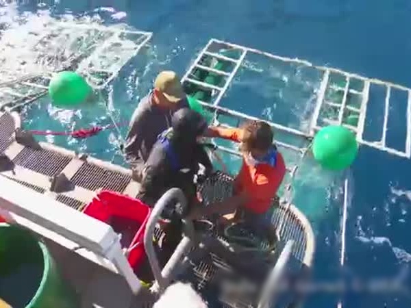 فيديو مرعب .. قرش يقتحم قفص الغوص والغواص بداخله