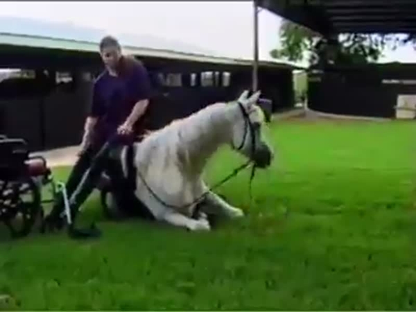 شاهد هذا الحصان الوفي أكثر من بعض الأشخاص