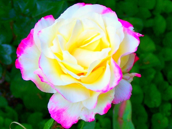 صور ورد للصباح