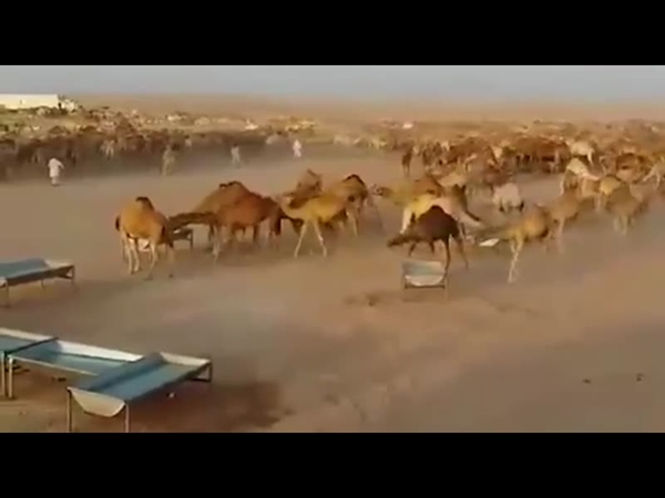 شاهد فيديو لمجموعة من الإبل أبهرت الجميع بنظامها