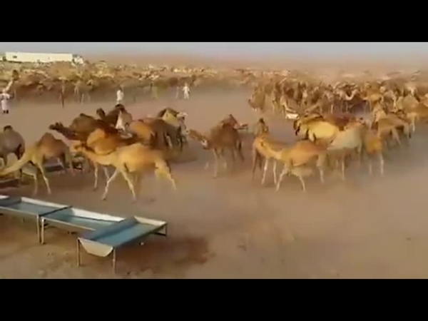 شاهد فيديو لمجموعة من الإبل أبهرت الجميع بنظامها