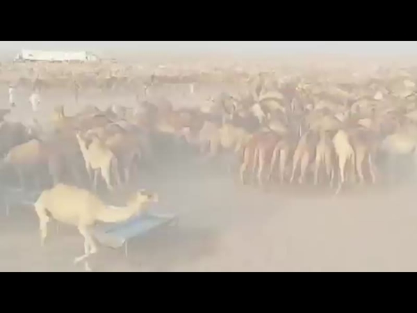شاهد فيديو لمجموعة من الإبل أبهرت الجميع بنظامها