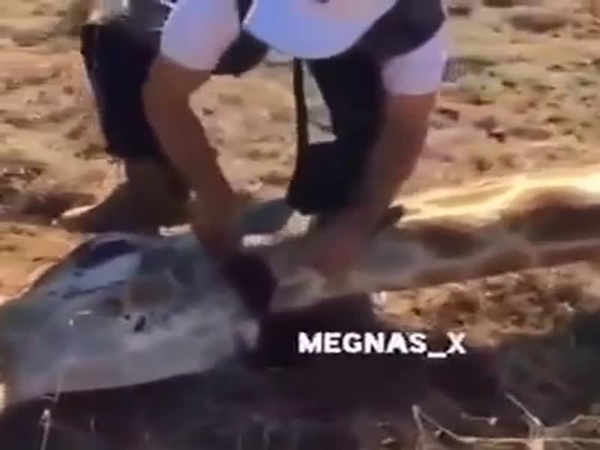 بالفيديو .. اصطادوا زرافة وذبحوها لطهيها ... وانقسام الفيس بوك حول هذا الأمر .. مشاهد عنيفة