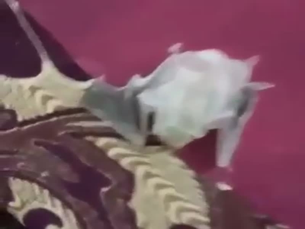 هذا ما وجده عندما فتح المكيف لإصلاحه .. وهكذا تخلص منه