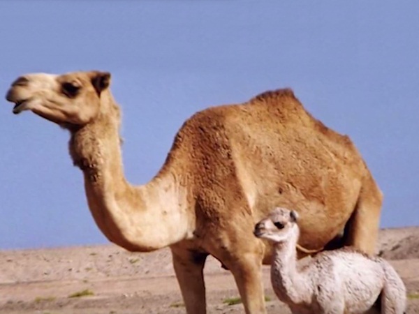 عمل بطولي لرجال الدفاع المدني ..  ومطالبات بتكريمهم