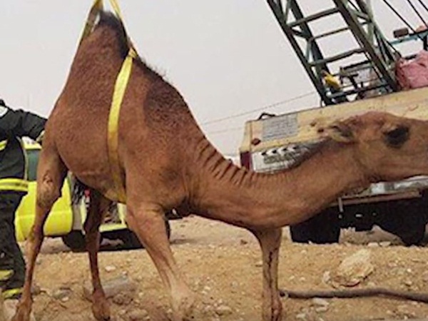 عمل بطولي لرجال الدفاع المدني ..  ومطالبات بتكريمهم