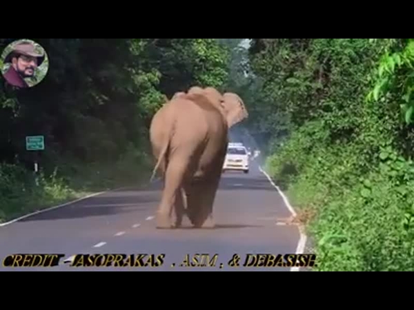 لماذا أوقف الفيل الطريق .. شاهد الفيديو لتعرف السبب