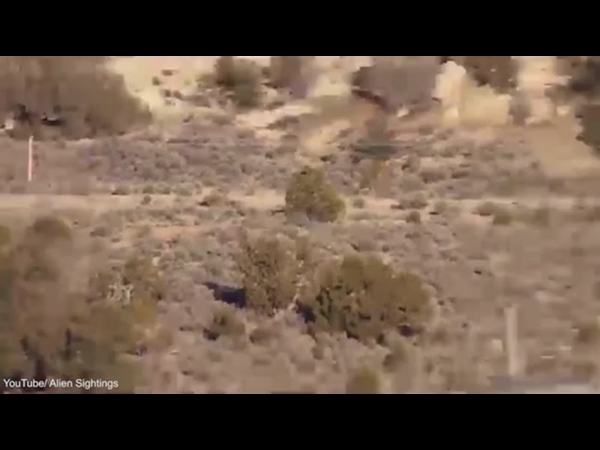 مخلوق غريب يتجول في الصحراء البرتغالية .. شاهد الفيديو