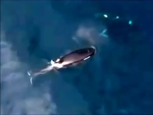 فيديو في قلب الحياة البحرية .. ثلاثة حيتان تهاجم قرش