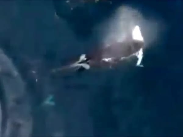 فيديو في قلب الحياة البحرية .. ثلاثة حيتان تهاجم قرش
