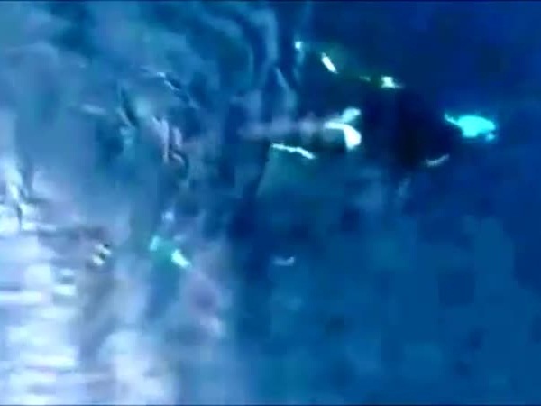 فيديو في قلب الحياة البحرية .. ثلاثة حيتان تهاجم قرش