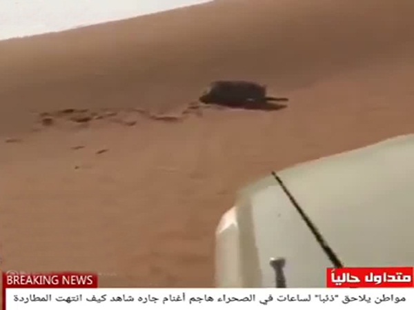 يطارد ذئبًا بالسيارة .. شاهد من الذي سينتصر