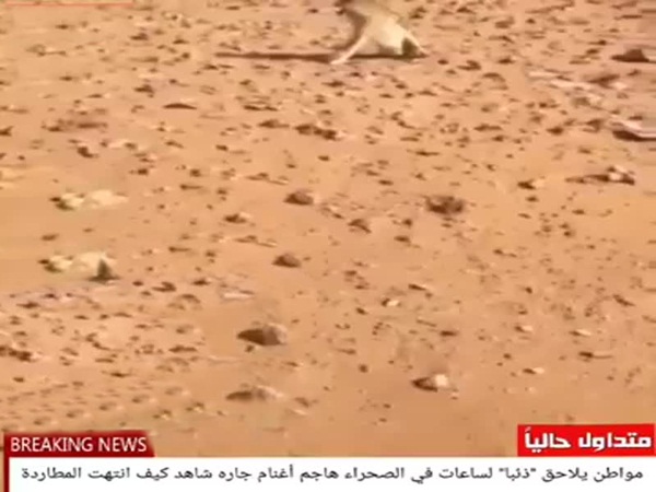 يطارد ذئبًا بالسيارة .. شاهد من الذي سينتصر