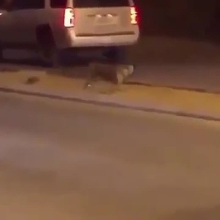 شاهد فهد يتجوّل بحرية في شوارع المملكة