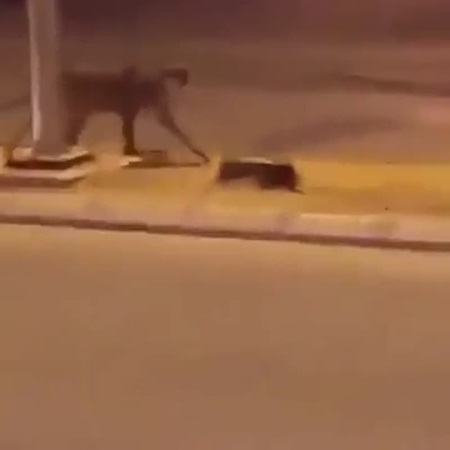 شاهد فهد يتجوّل بحرية في شوارع المملكة