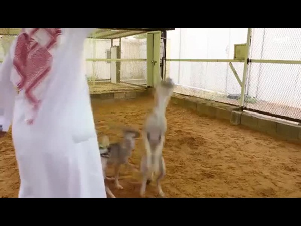 شاهد هذا المواطن السعودي الذي يتخذ من أخطر الحيوانات البرية أصدقاء