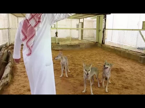 شاهد هذا المواطن السعودي الذي يتخذ من أخطر الحيوانات البرية أصدقاء