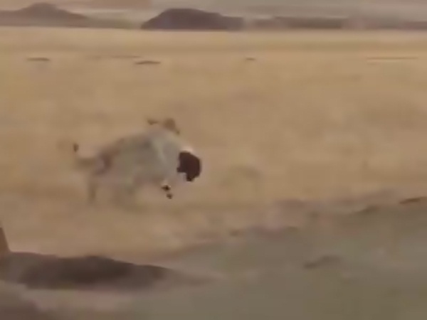 انتقام الذئب .. يختطف خروفًأ ويهرب