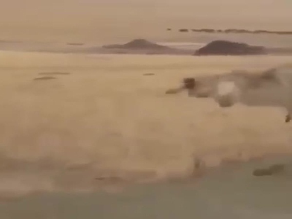 انتقام الذئب .. يختطف خروفًأ ويهرب