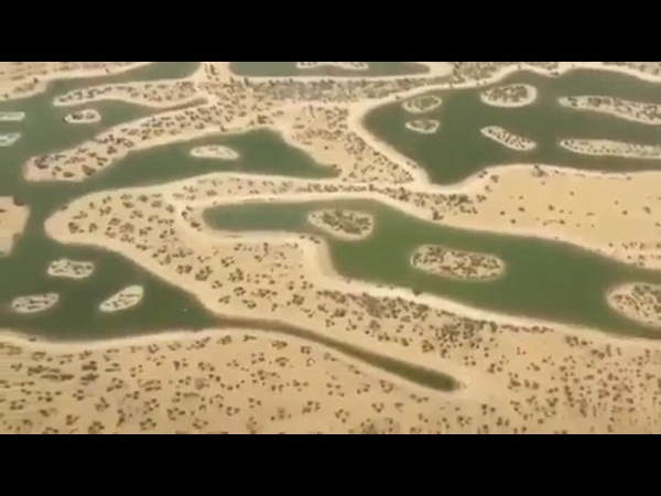 أنثى حبارى تغير خريطة العمل في نفق دبي .. فيديو