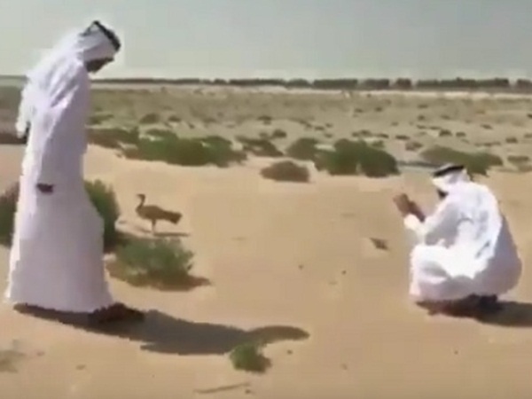 أنثى حبارى تغير خريطة العمل في نفق دبي .. فيديو