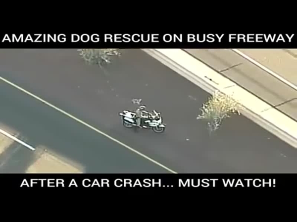 لحظة إنقاذ كلب بعد حادث اصطدام على طريق سريع .. يجب عليك مشاهدته