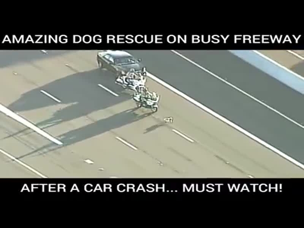 لحظة إنقاذ كلب بعد حادث اصطدام على طريق سريع .. يجب عليك مشاهدته