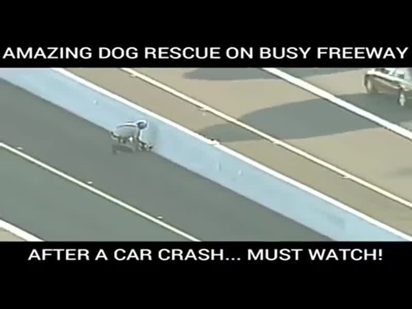 لحظة إنقاذ كلب بعد حادث اصطدام على طريق سريع .. يجب عليك مشاهدته